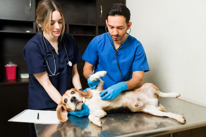 Veterinarians SEO